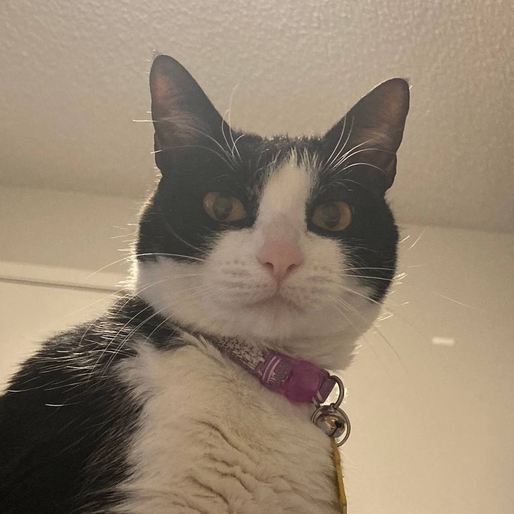 Meet your Posher, Anastasia